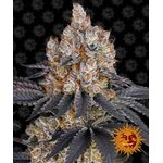 gelato_circle_new_21_880191