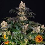 gelato_2_873859