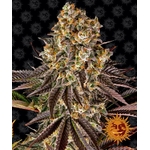 gelato-45_circle_new_21_021625