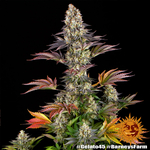 gelato-45_4_641879
