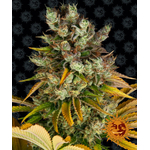 gmo_circle_new_21_769706