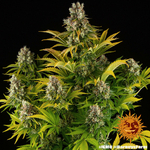 gmo_9_769008