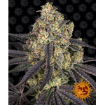 kush-mintz_circle_new_21_334305