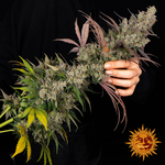 kush-mintz_1_334302