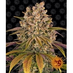 lemon-tree_circle_new_21_021343