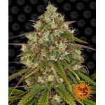 liberty-haze_circle_new_21_627882