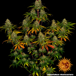 liberty-haze_1_244651