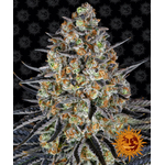 lsd_circle_new_21_688007