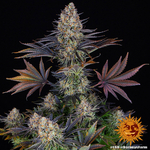 lsd_1_634481