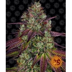 mimosa-evo_circle_new_21_021487