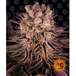 mimosa-x-orange-punch_circle_new_21_371983