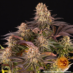 mimosa-x-orange-punch_5_244815