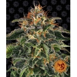 moby-dick_circle_new_21_796473
