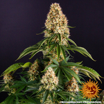 orange-sherbert_1_244954