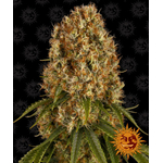 orange-sherbert_circle_new_12_043908