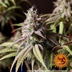 peyote-cookies_9_262104