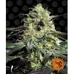 peyote-cookies_circle_new_12_041323