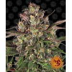 peyote-critical_circle_new_12_041255