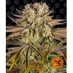pineapple-express_circle_new_21_777030