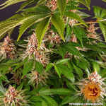 pink-kush_8_245125
