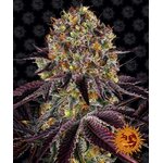 runtz-x-layer-cake_circle_new_21_574684