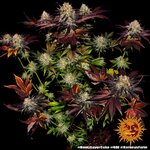 runtz-x-layer-cake_1_580499