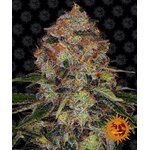 shiskaberry_circle_new_21_021717