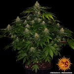 shiskaberry_2_245614