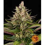 strawberry-diesel_circle_new_21_416844