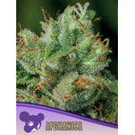 Afghanica-600x800-1-300x400