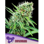 Copacobana-600x800-1-300x400