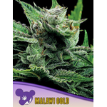 Malawi-Gold-600x800-1-300x400