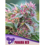 Panama-Red-600x800-1-300x400