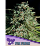 Pure-Durban-600x800-1-300x400