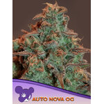 Auto-Nova-OG-600x800-1