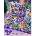 Purple-Domina-Auto-600x800-1-441x588