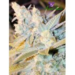 Triple-cheese-Anesia-1-2-441x588