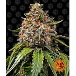 white-widow-xxl_circle_new_21_832789