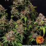 white-widow-xxl_8_671686