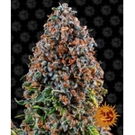 critical-kush_circle_new_21_282228