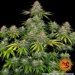critical-kush_1_405384