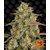 amnesia-lemon_circle_new_12_871528