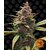 ayahuasca-purple_circle_new_12_877904