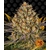 banana-punch_circle_new_21_207224