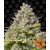 blue-gelato-41_circle_new_12_877483