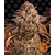 blue-sunset-sherbert_circle_new_21_371019