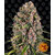 blueberry-cheese_circle_new_21_695059