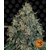 blueberry-og_circle_new_12_875301