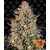 bubba-kush_circle_new_21_666967