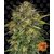 cheese_circle_new_21_049715